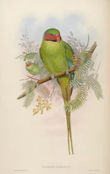 Palaeornis nicobaricus = Psittacula longicauda tytleri